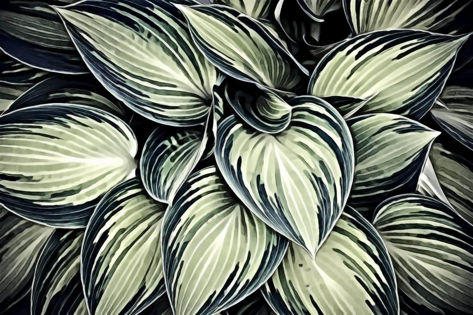 Green Variegated Leaf Plants