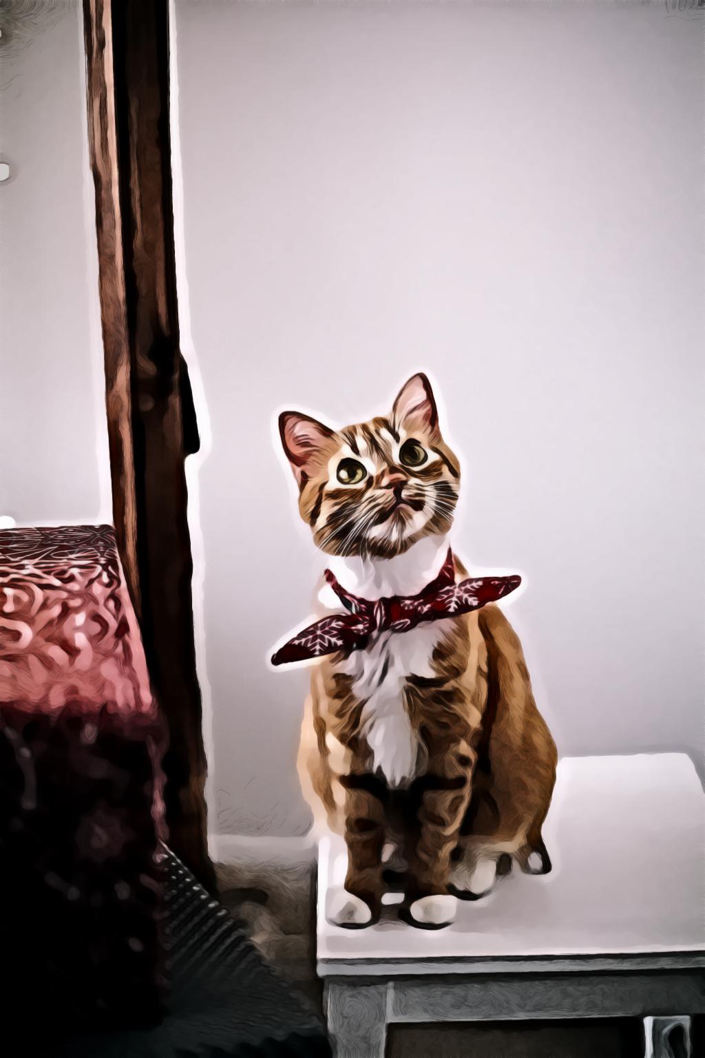 Orange Tabby Cat With Red Handkerchief Sitting On White Table