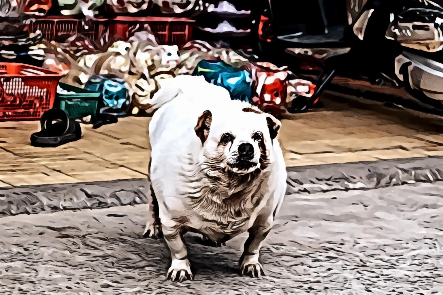 Super Fat Dog