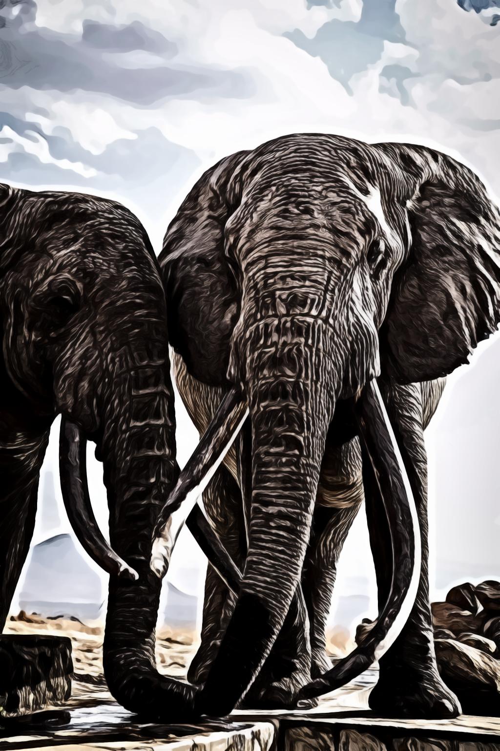Two grey elephants