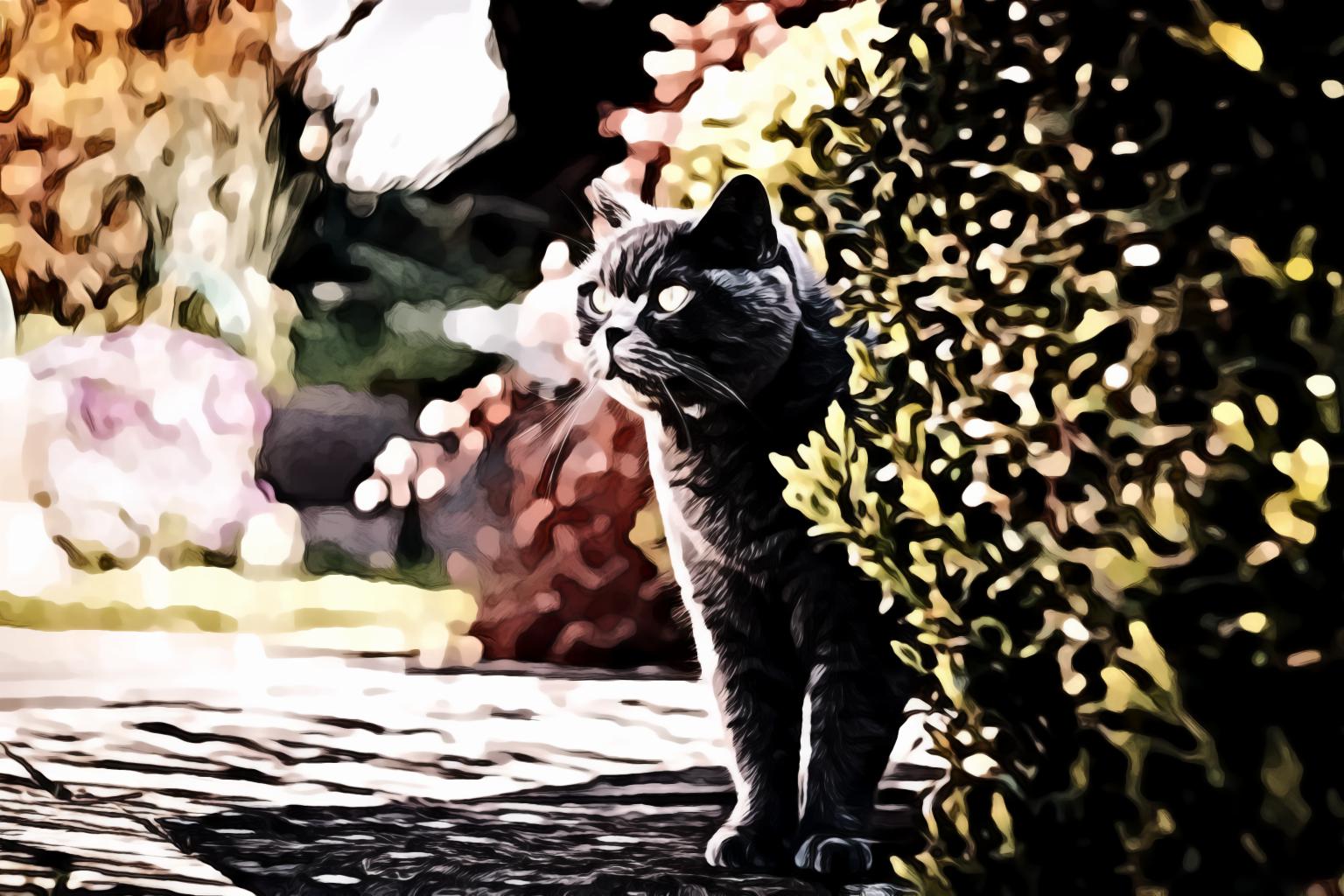 Selective focus photography of grey cat